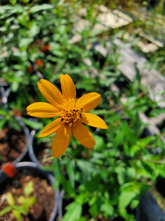 Wedelia texana --Zexmenia--