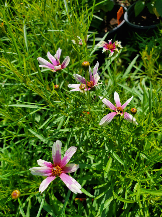 Coreopsis verticillata --Purple and White Threadleaf--
