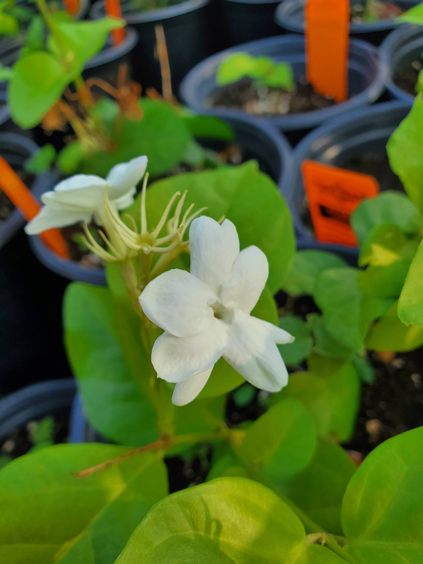 Jasminum sambac --Arabian Jasmine--