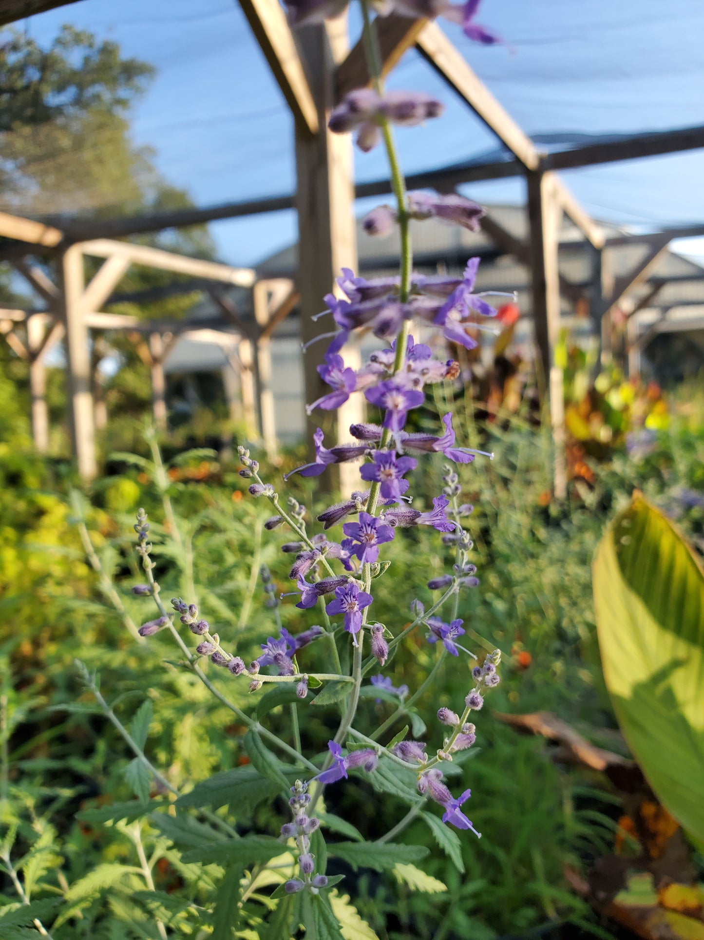 Salvia yangii --Russian Sage--