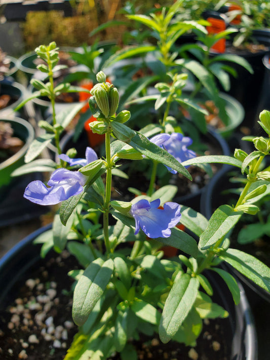 Salvia azurea --Blue Sage--