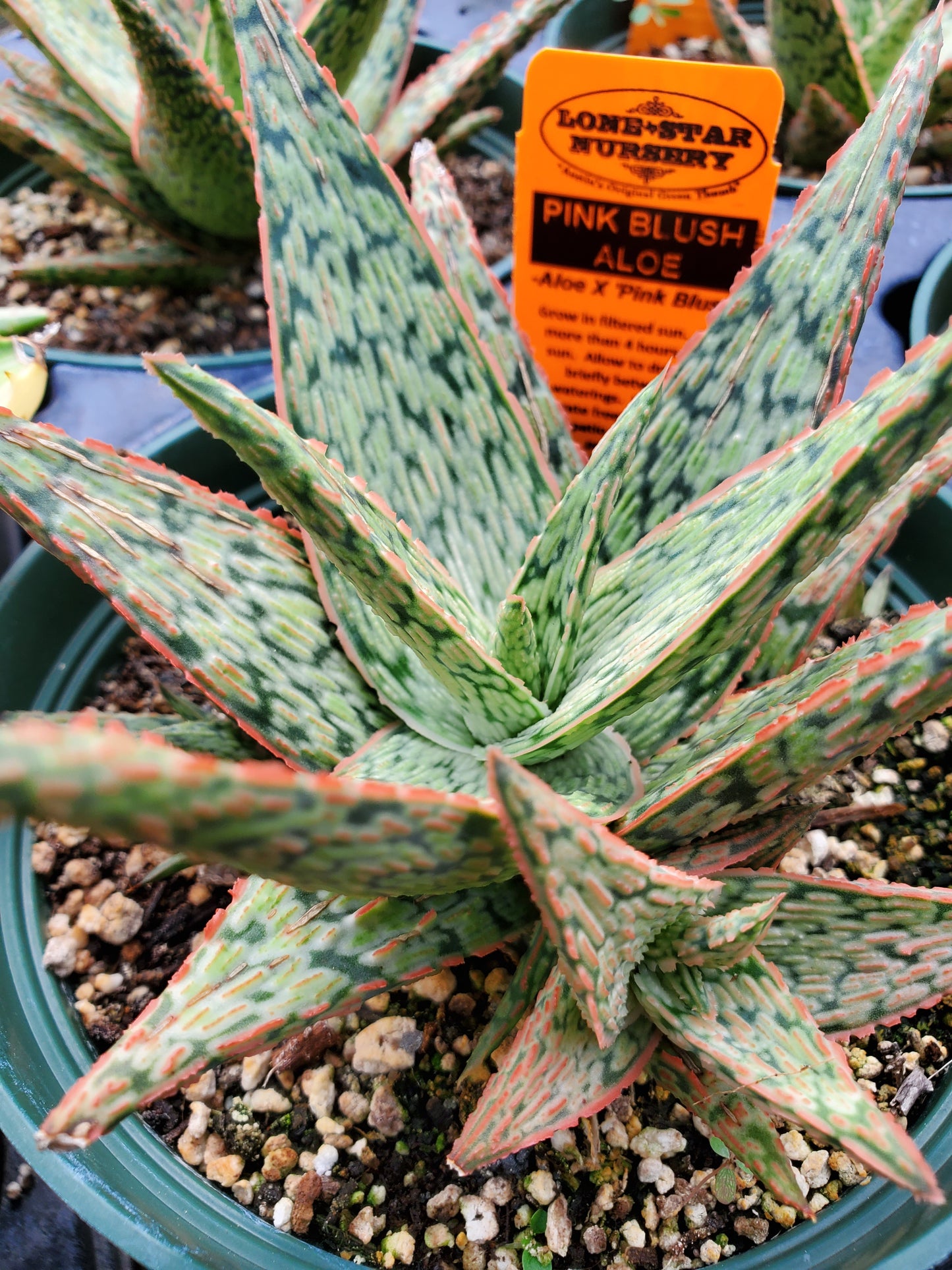 Aloe 'Pink Blush'