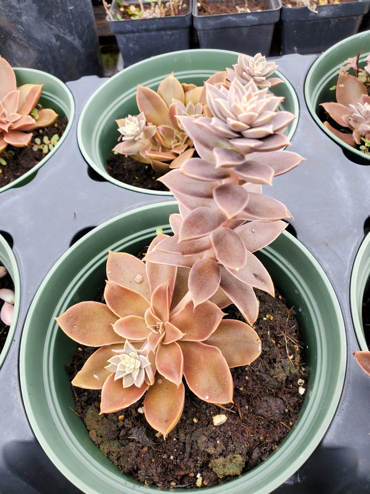 Echeveria 'Jim's' --Red Echeveria--