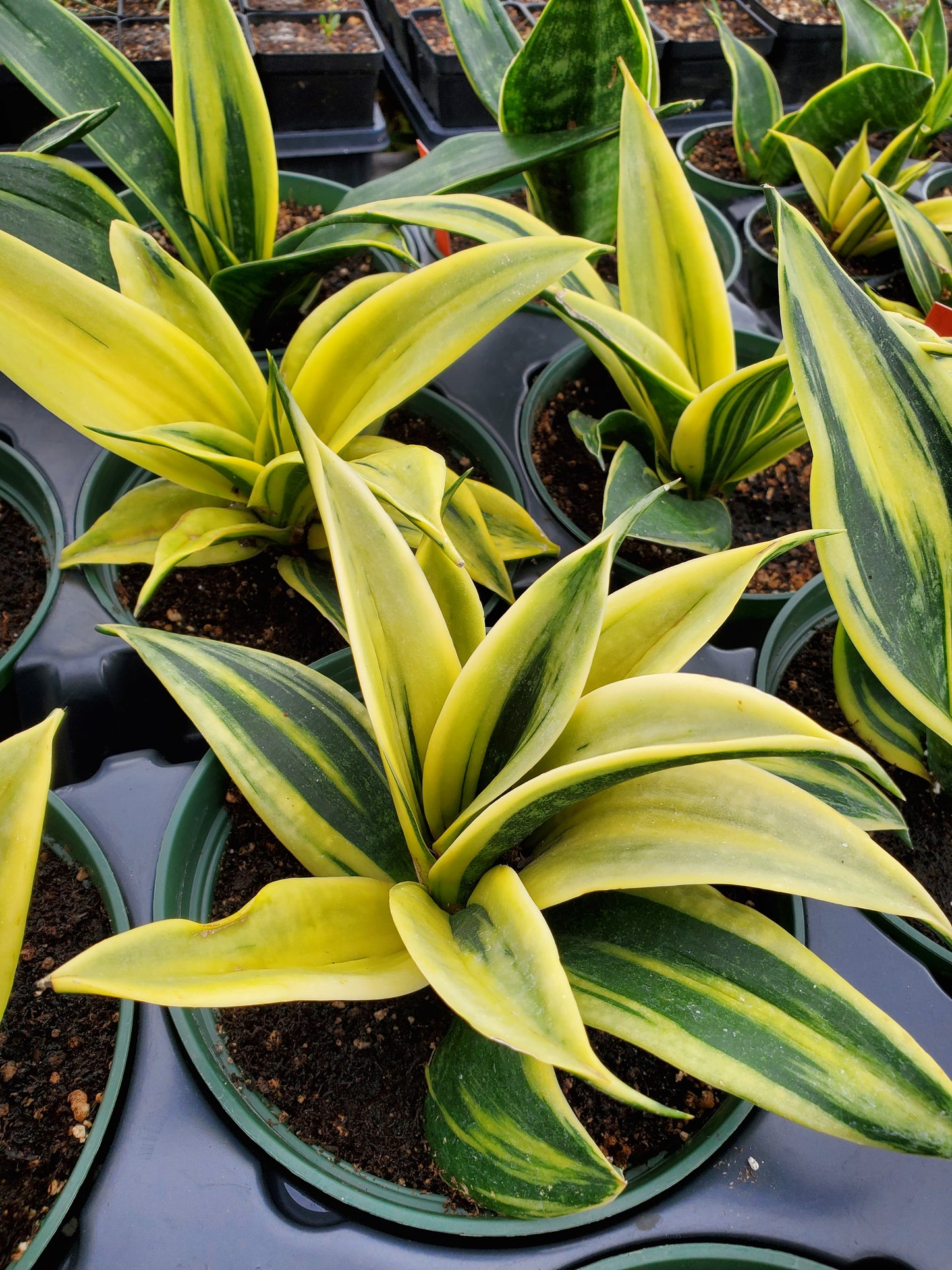 Sansevieria trifasciata --Gold Flame Snake Plant--