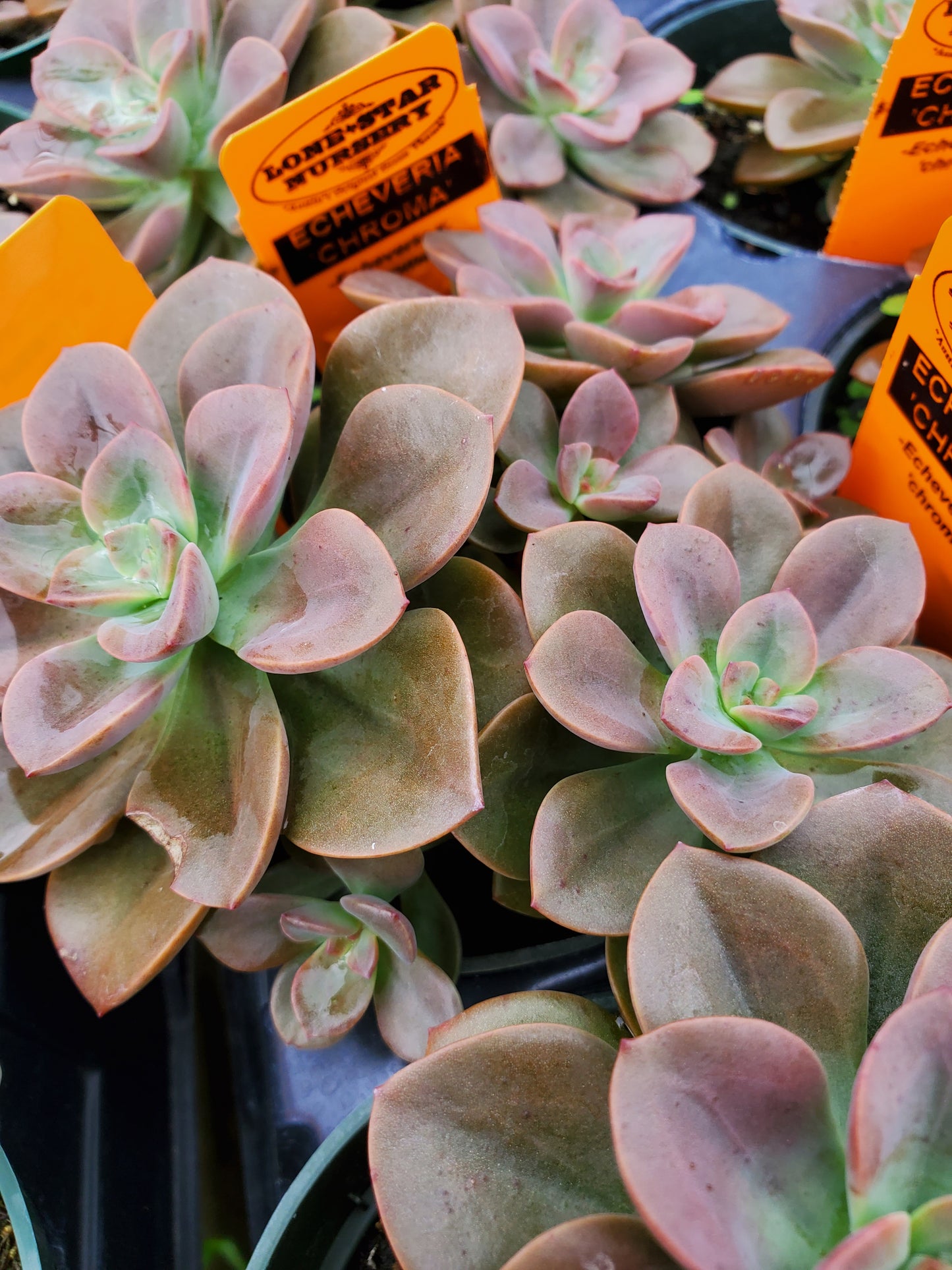 Echeveria 'Chroma'