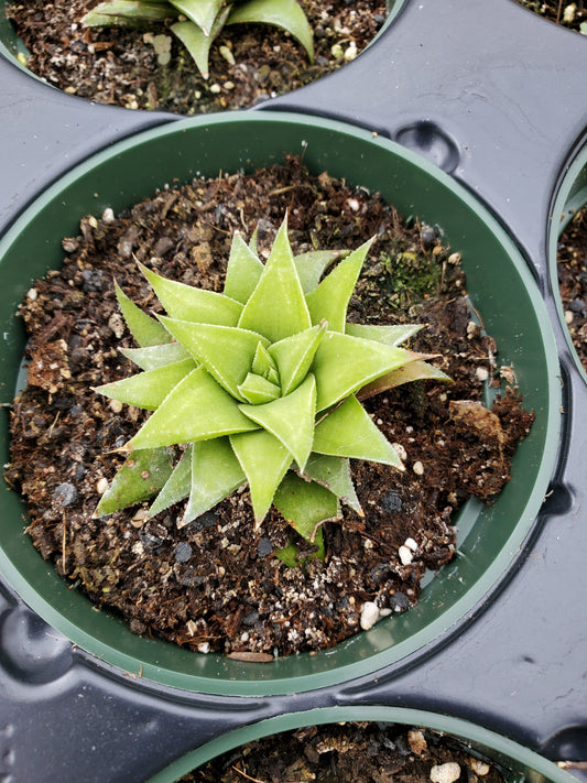 Gasterhaworthia 'Lime Thicket'