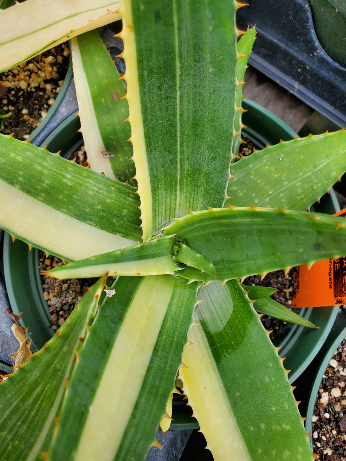 Aloe perfoliata 'Variegata' --Variegated Mitre Aloe--