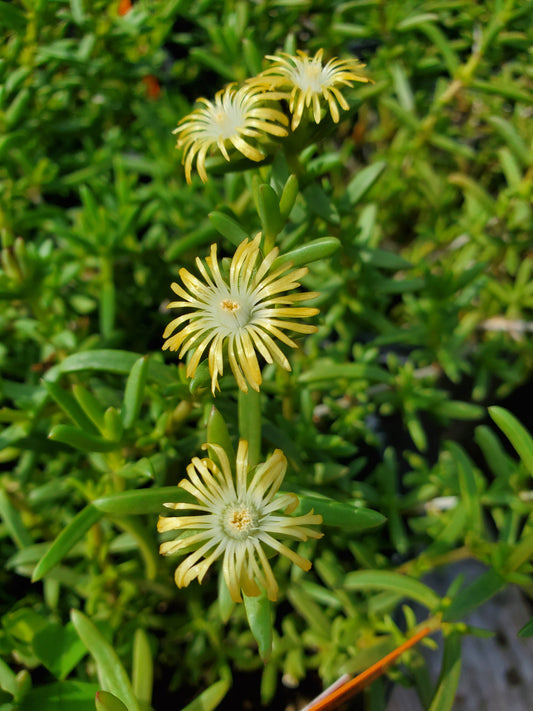 Ruschia --Moonlight Ruschia--