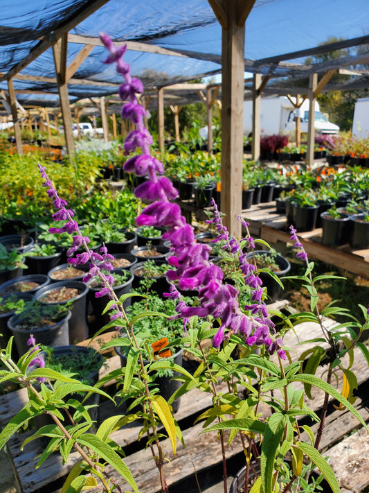 Salvia leucantha 'Midnight' --Mexican Bush Purple Sage--