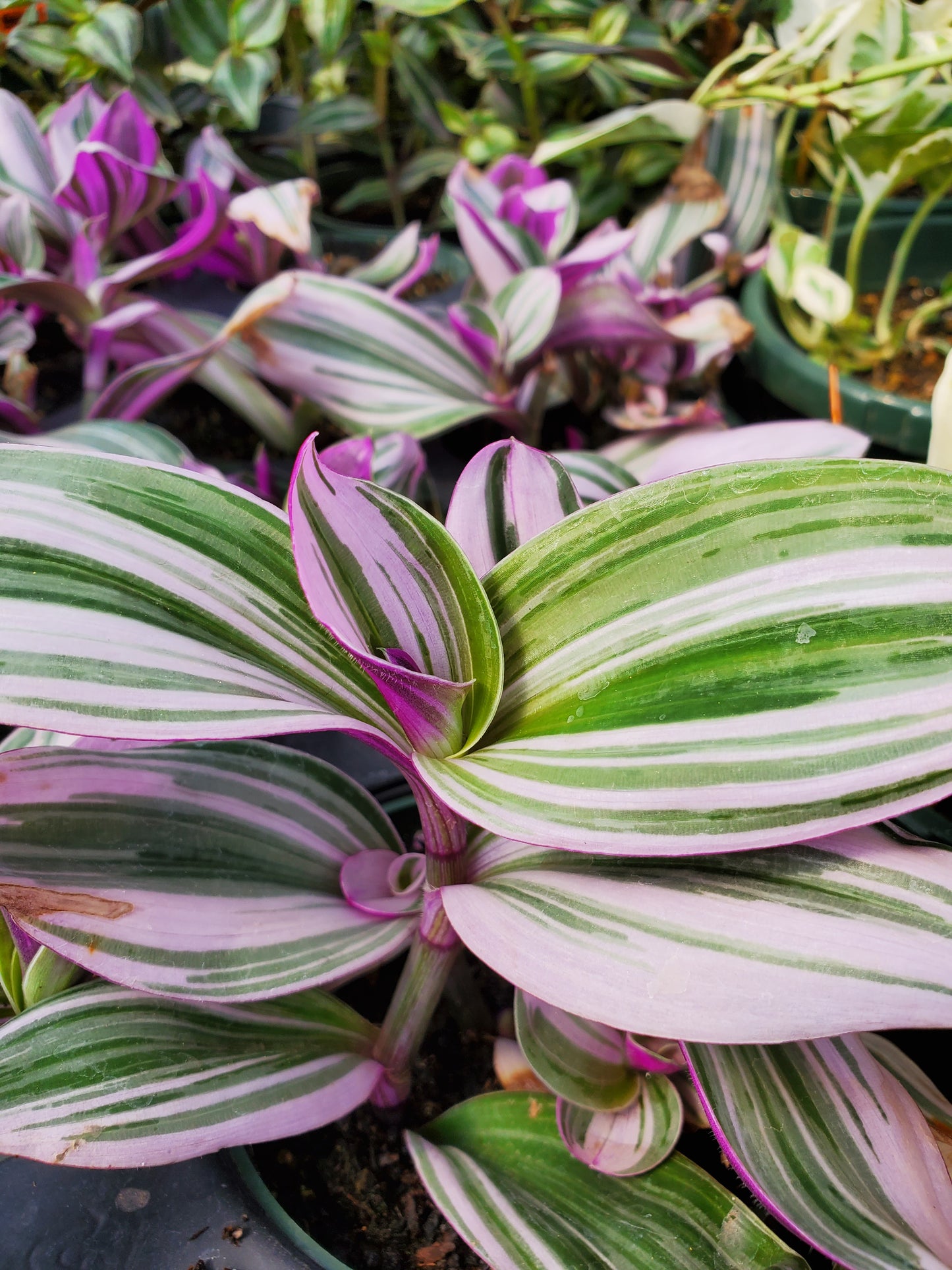 Tradescantia nanouk --Pink Wandering Jay--