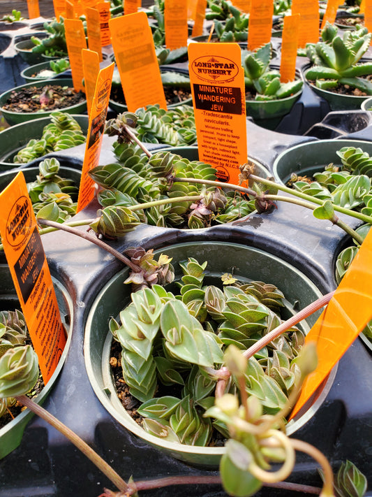 Callisia navicularis --Miniature Wandering Jay--