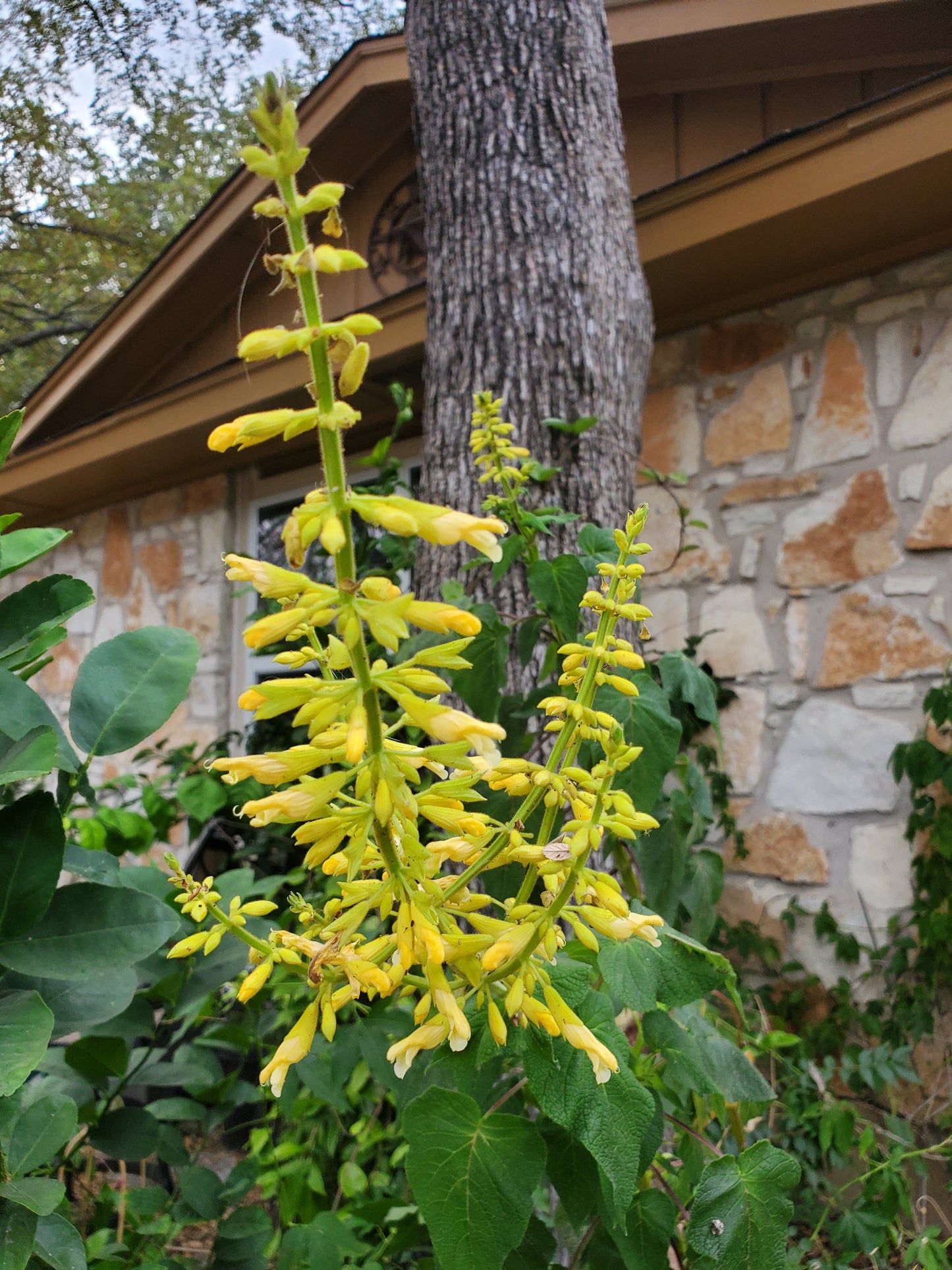 Salvia madrensis --Forsythia Sage--