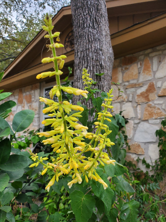 Salvia madrensis --Forsythia Sage--