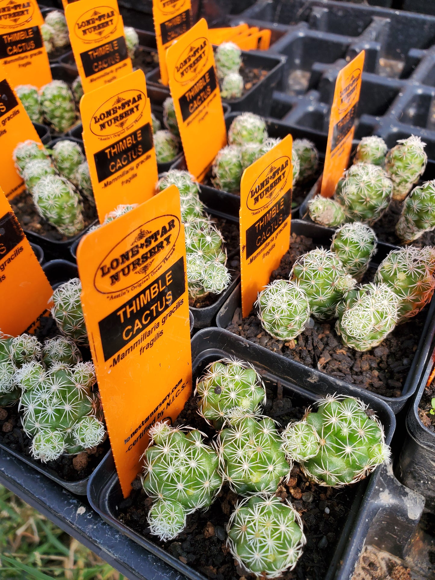 Mammillaria gracilis fragilis --Thimble Cactus--