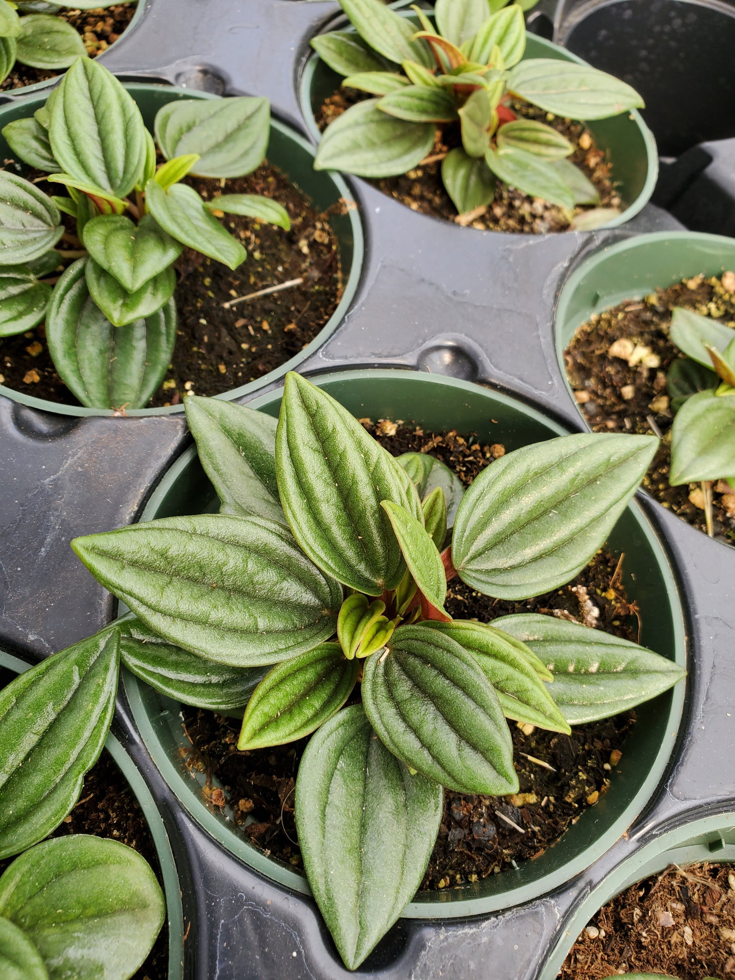 Peperomia caperata 'Rosso'