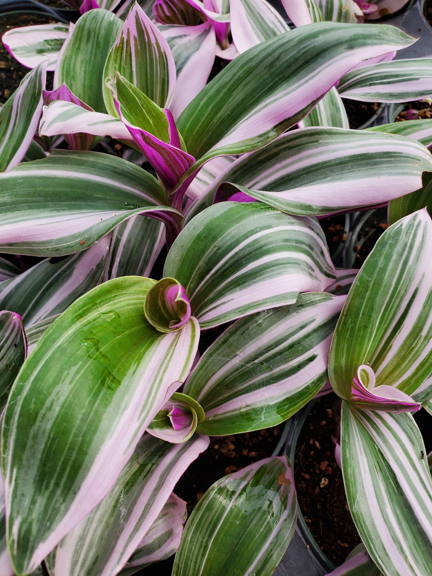 Tradescantia nanouk --Pink Wandering Jay--