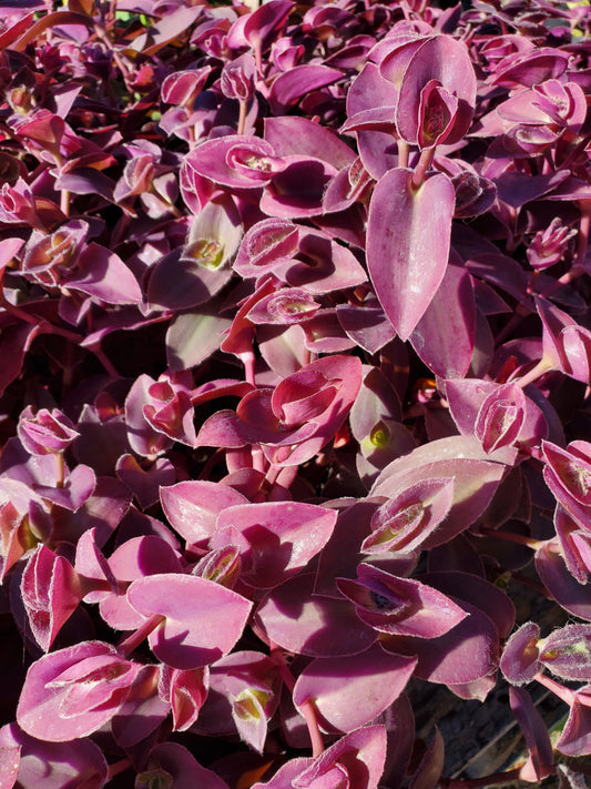 Tradescantia sillamontana --Purple Haze Wandering Jay--