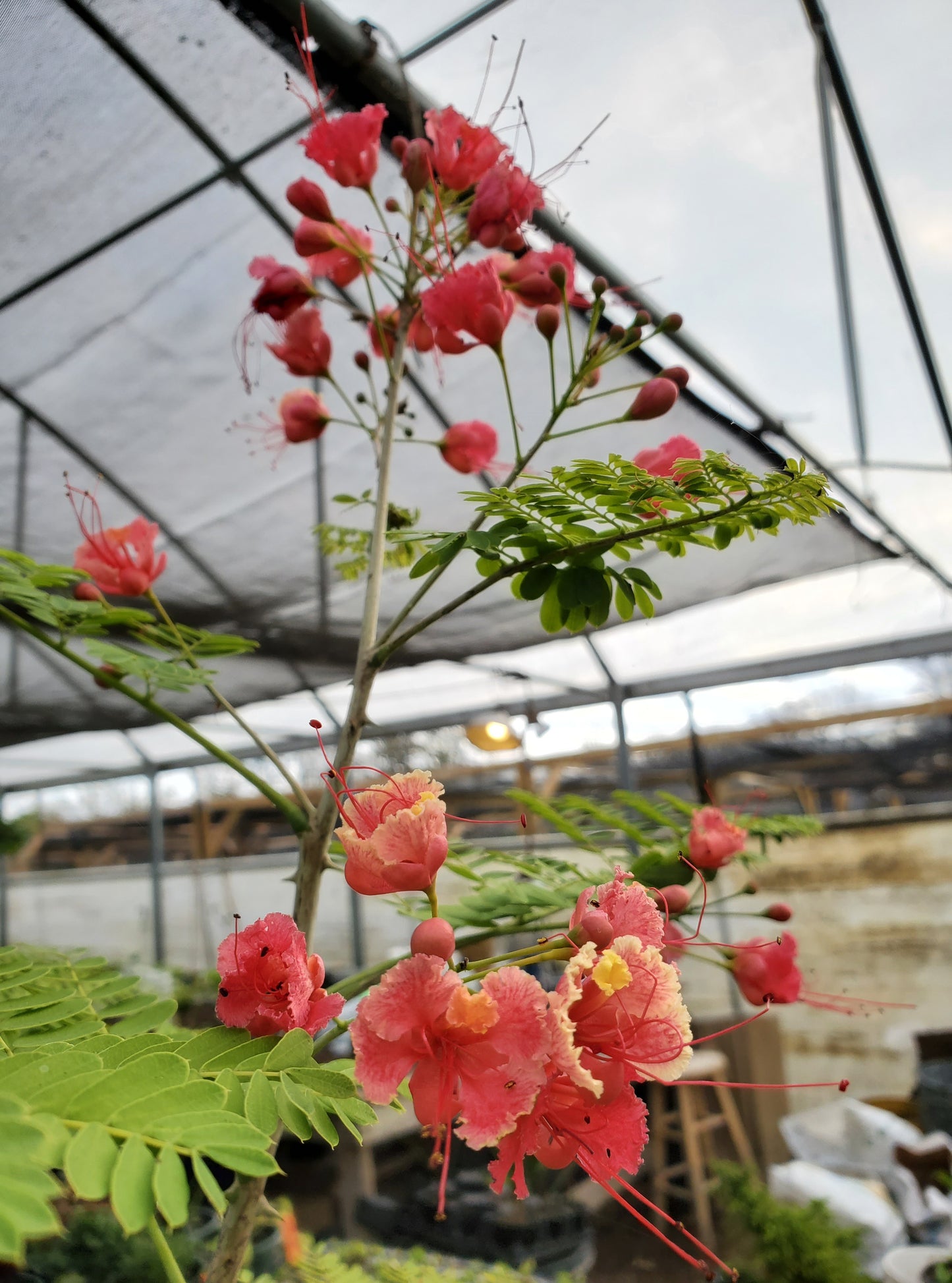 Caesalpinia pulcherrima --Pink Pride of Barbados--