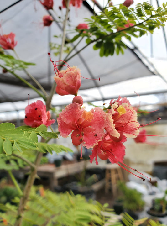 Caesalpinia pulcherrima --Pink Pride of Barbados--
