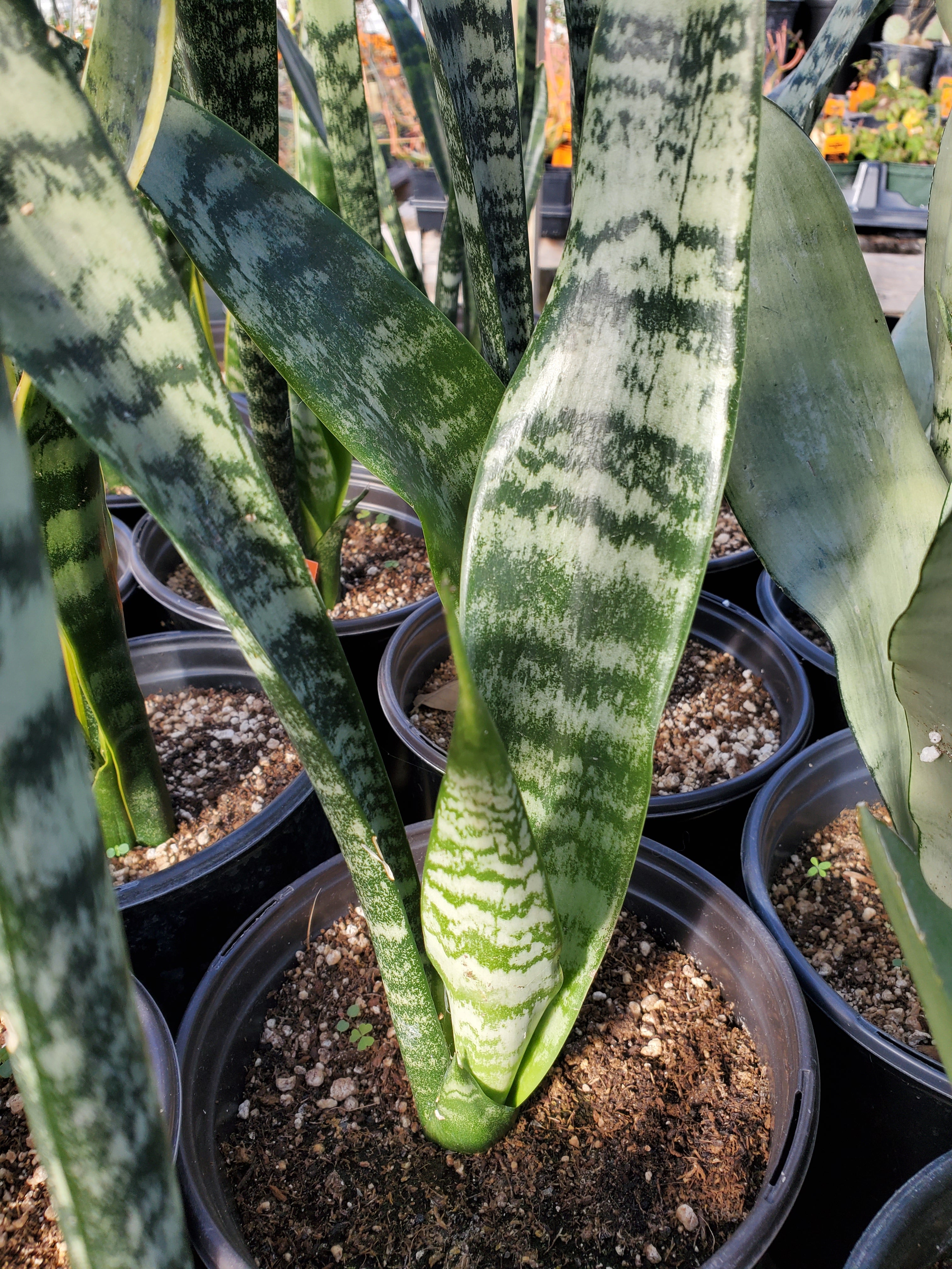 sansevieria anthracnose Sansevieria trifasciata --Black Coral Snake Plant--