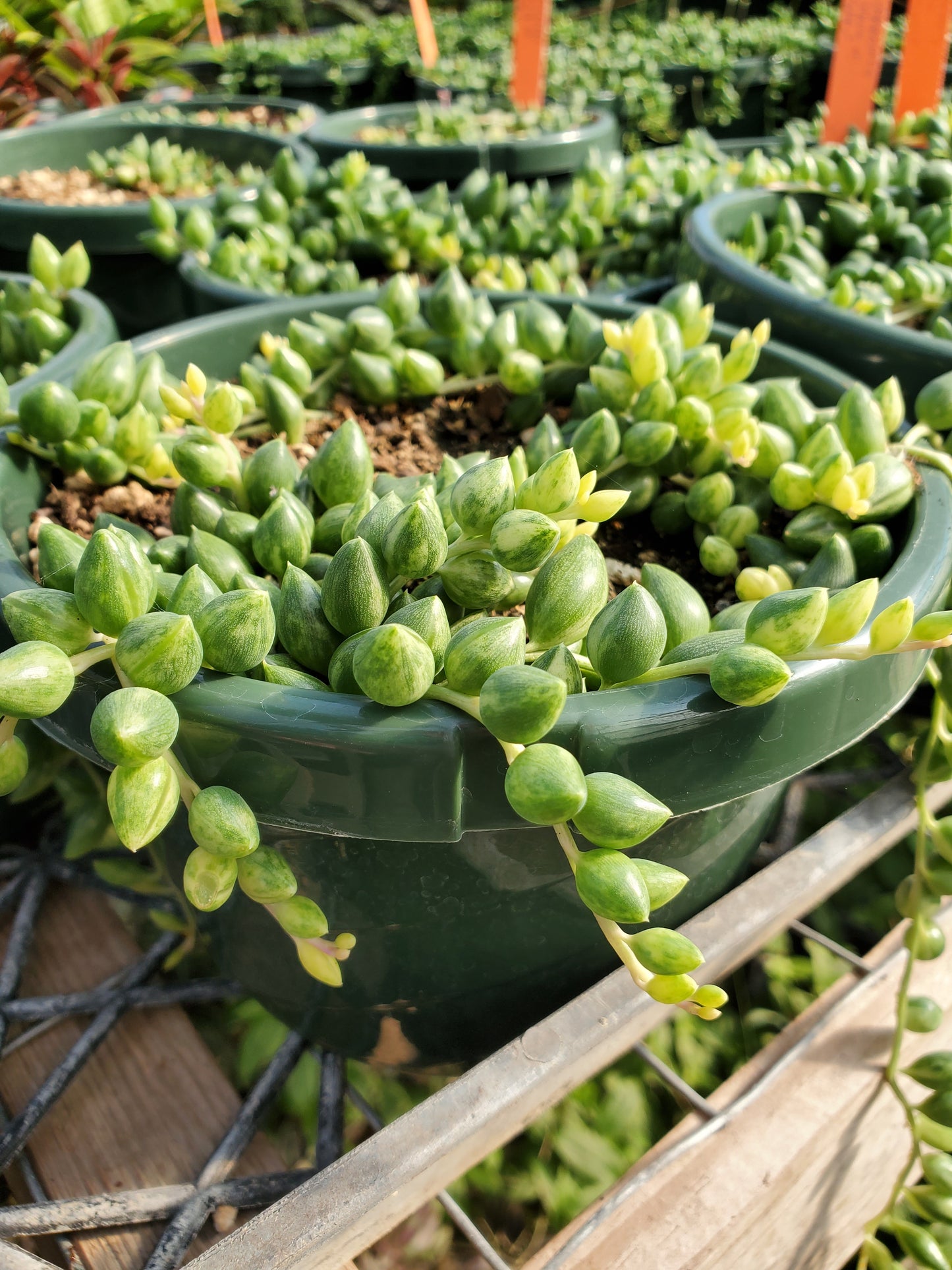 Senecio herreanus 'Variegata' --Variegated String of Tears--