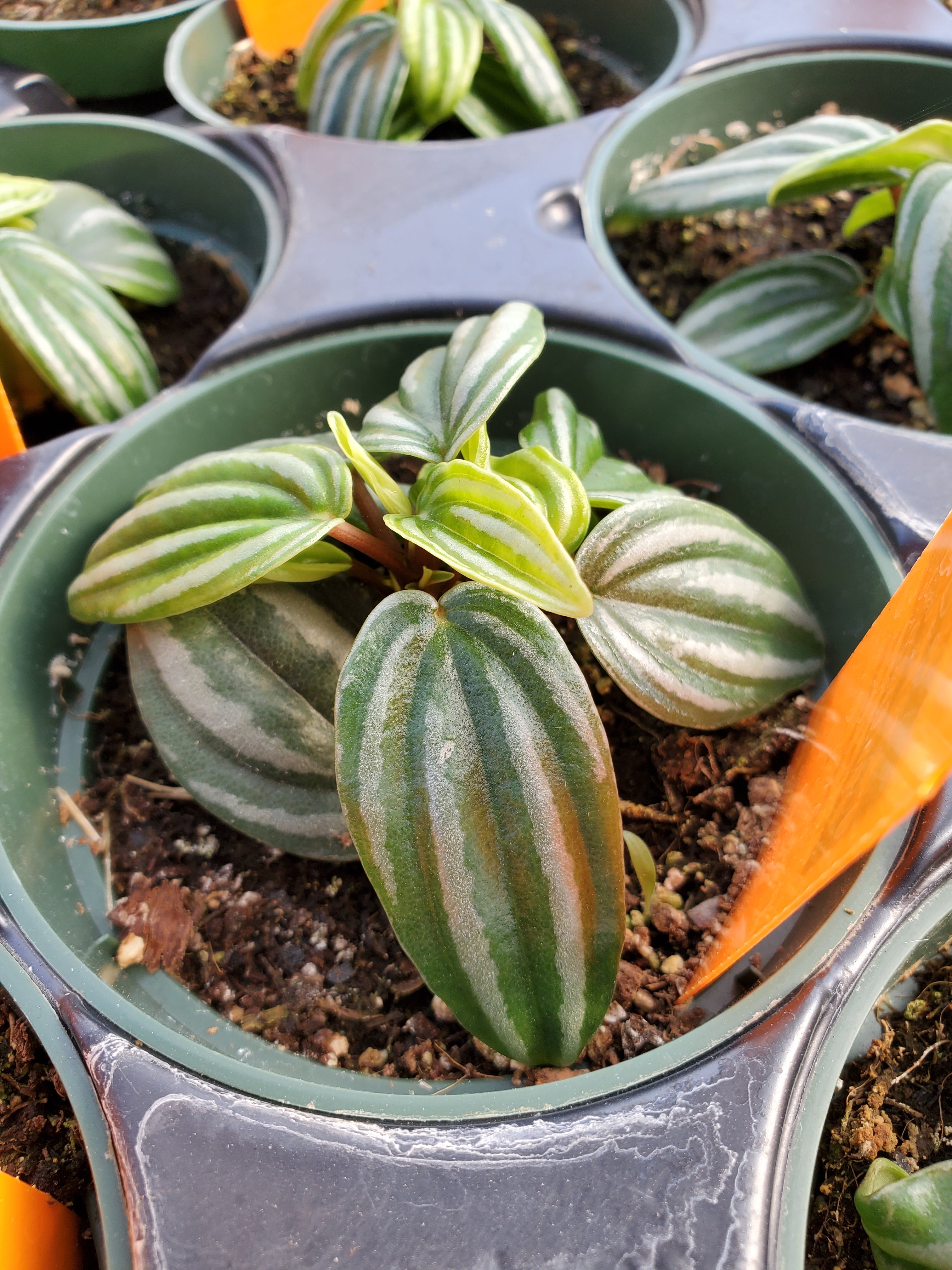 watermelon house plant Peperomia verschaffeltii --Mini Watermelon Peperomia--