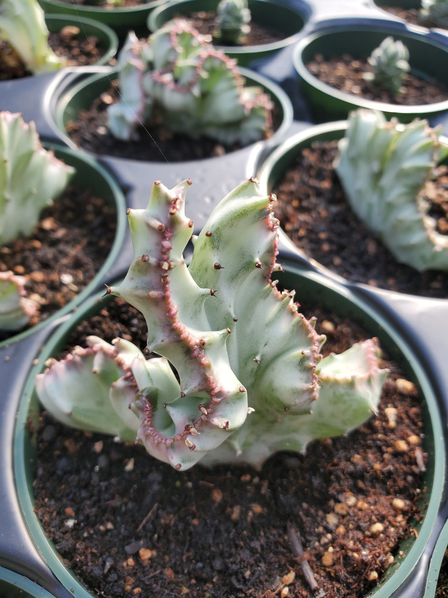 Euphorbia lactea 'Cristata' --Crested White Ghost Elkhorn--