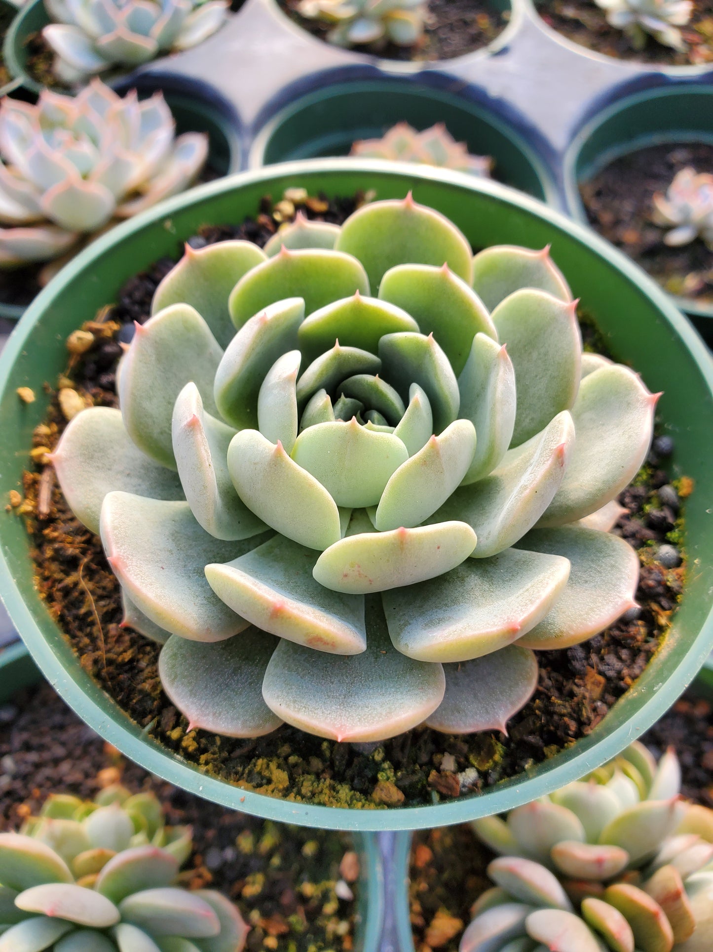 Echeveria 'Maroon Hill'