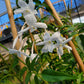 Jasminum polyanthum --Pepita Jasmine--
