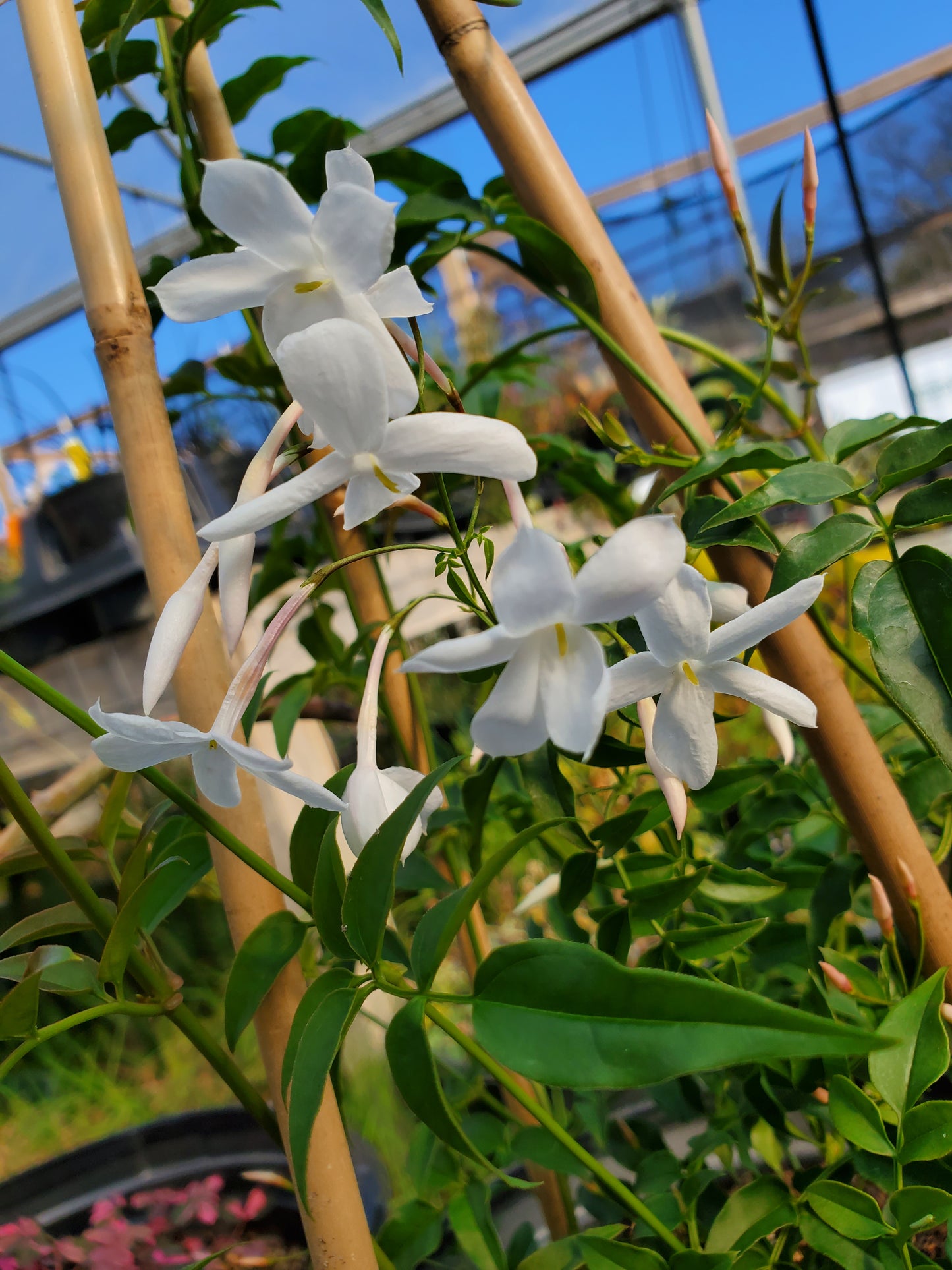 Jasminum polyanthum --Pepita Jasmine--