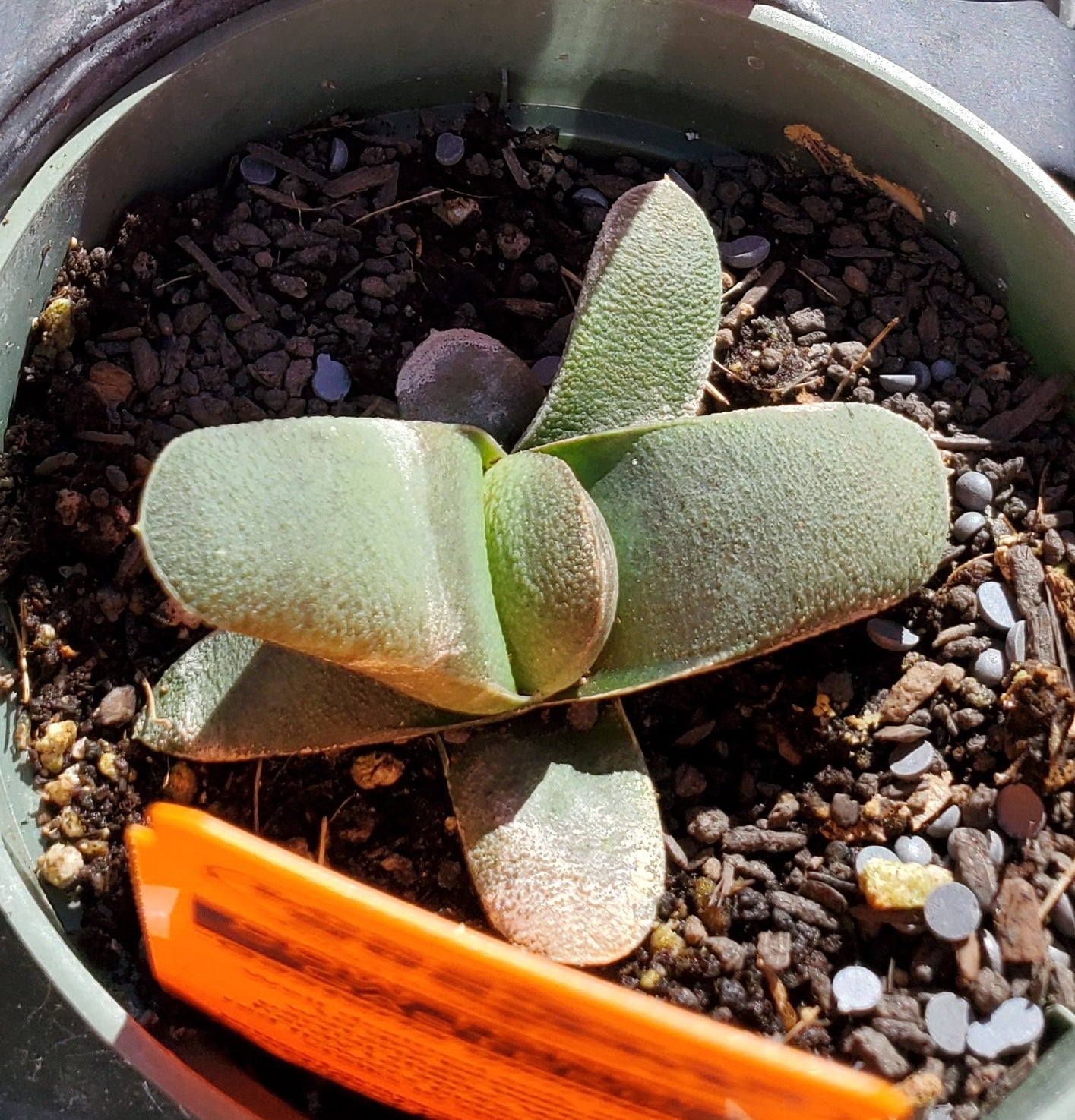 cow succulent Gasteria glomerata --Cow Tongue--