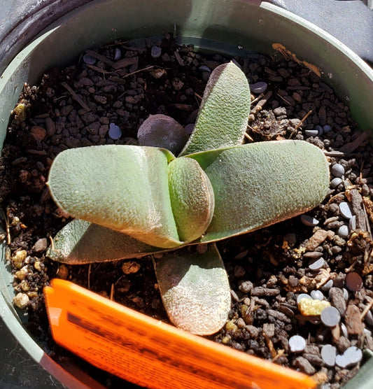 Gasteria glomerata --Cow Tongue--