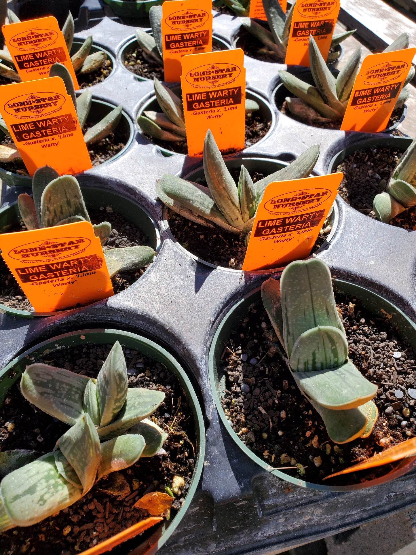 Gasteria glomerata 'Lime Warty'