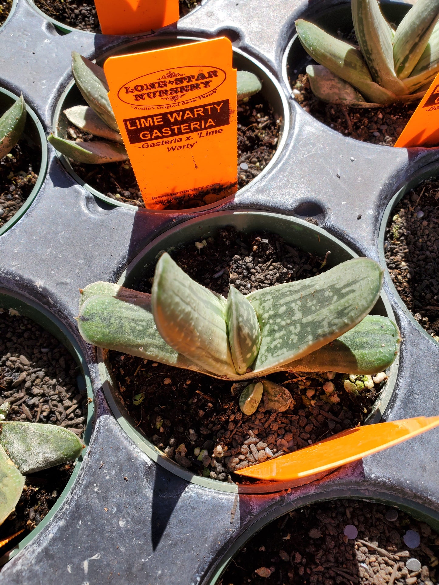 Gasteria glomerata 'Lime Warty'