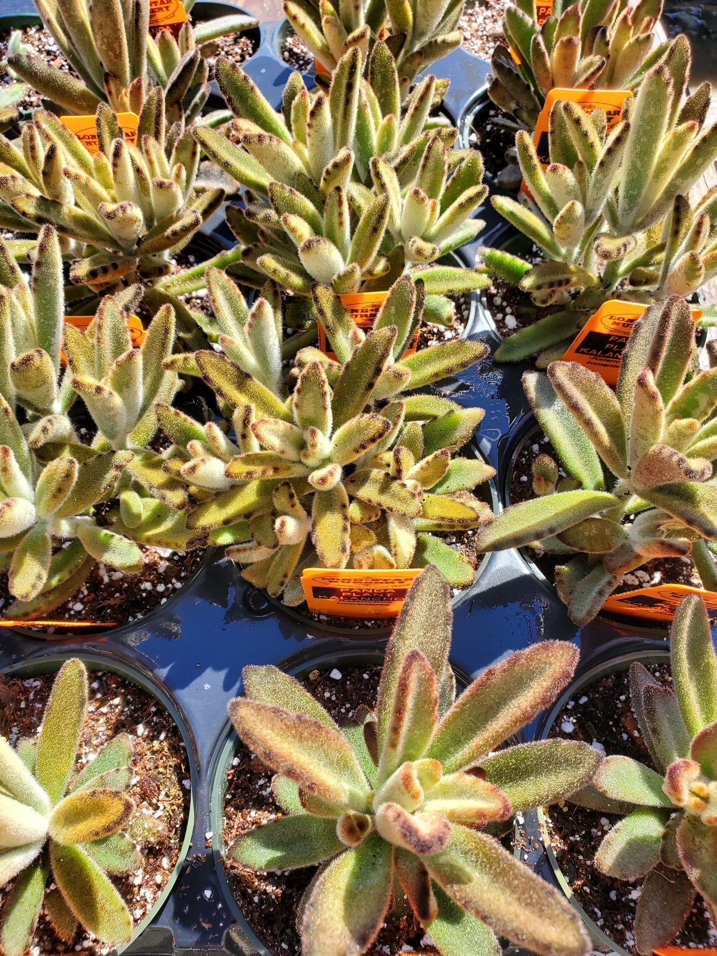 Kalanchoe Tomentosa --Panda Plant--