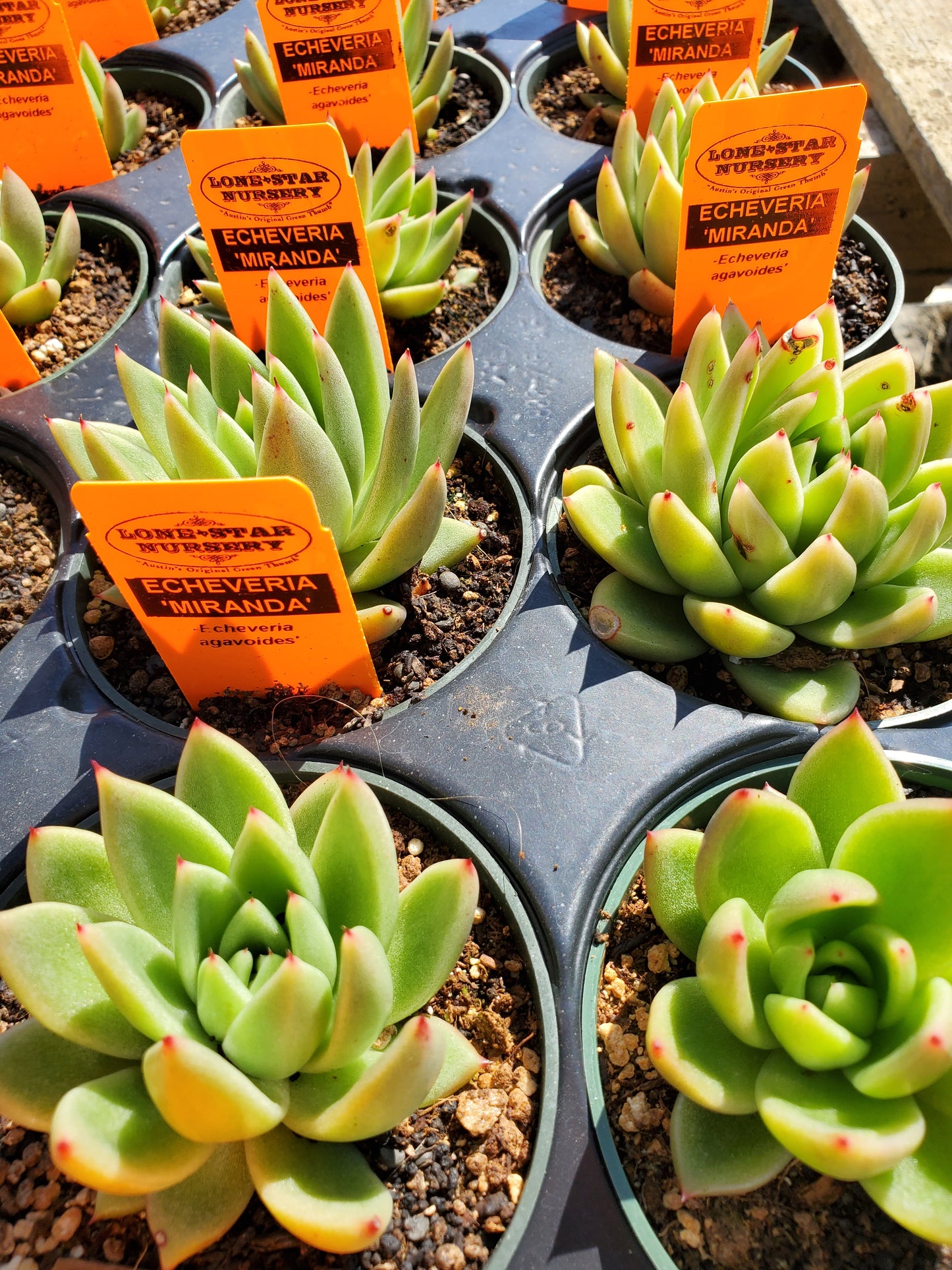 Echeveria agavoides 'Miranda'