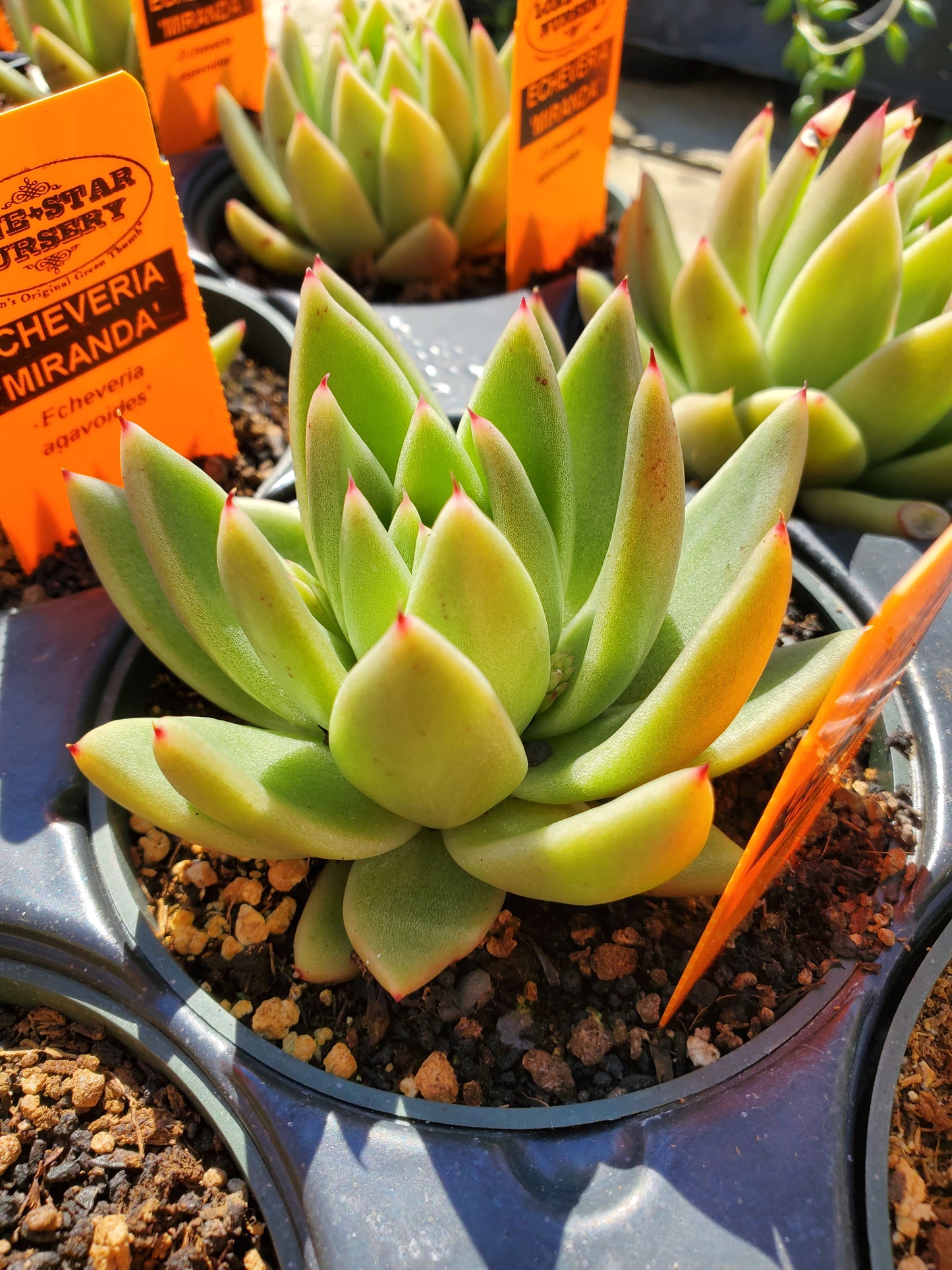 Echeveria agavoides 'Miranda'