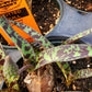 Ledebouria 'Barberton' --Spotted Squill--