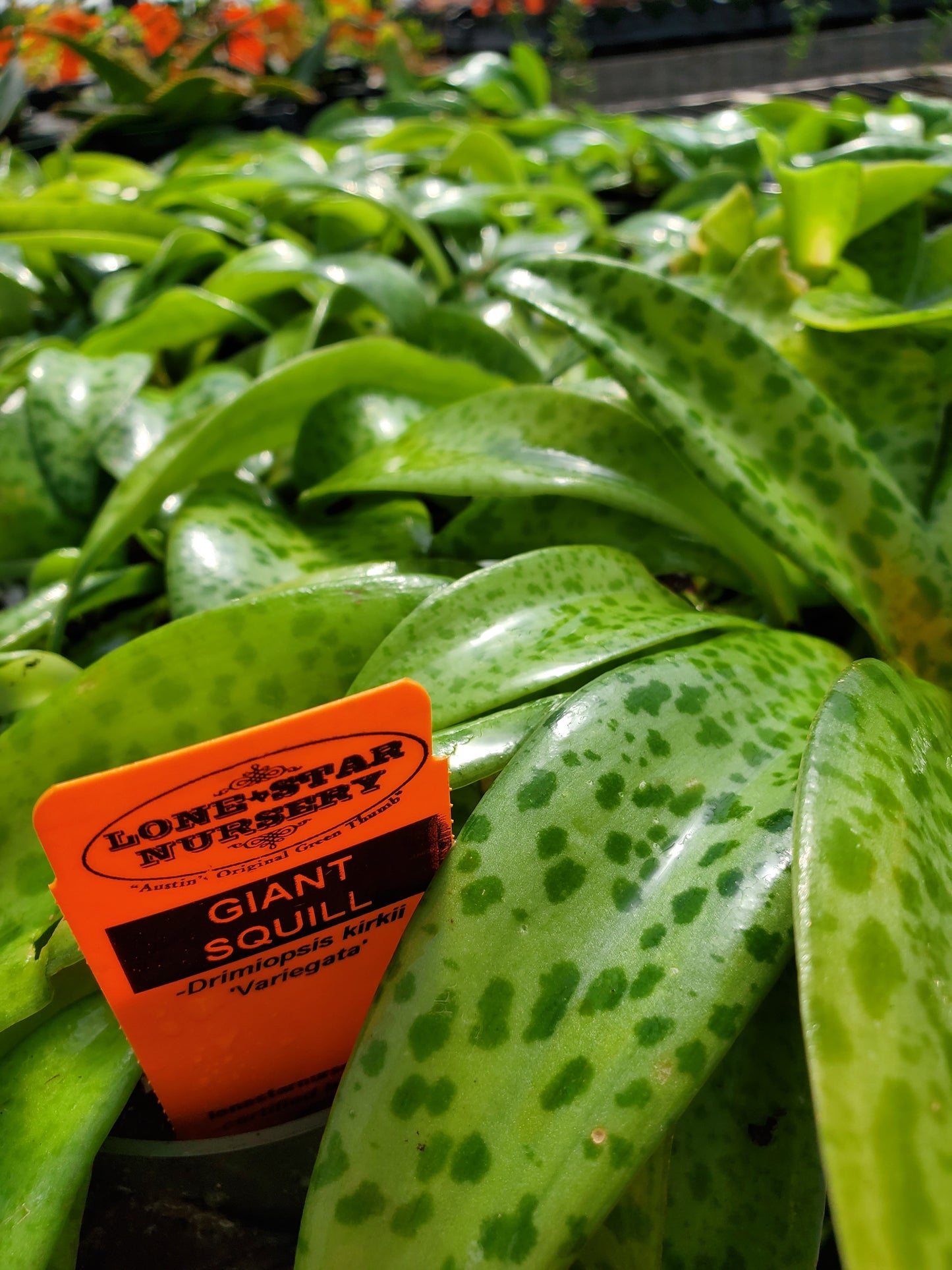 Drimiopsis kirkii 'Variegata' --Variegated Giant Squill--