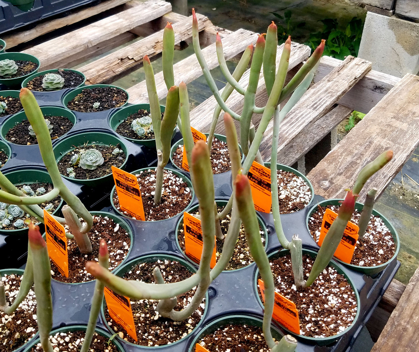 Euphorbia enterophora ssp. crassa --Red Tip Tape Tree--
