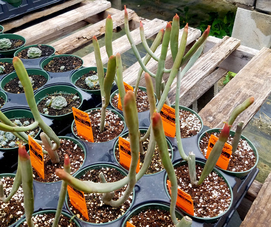 Euphorbia enterophora ssp. crassa --Red Tip Tape Tree--