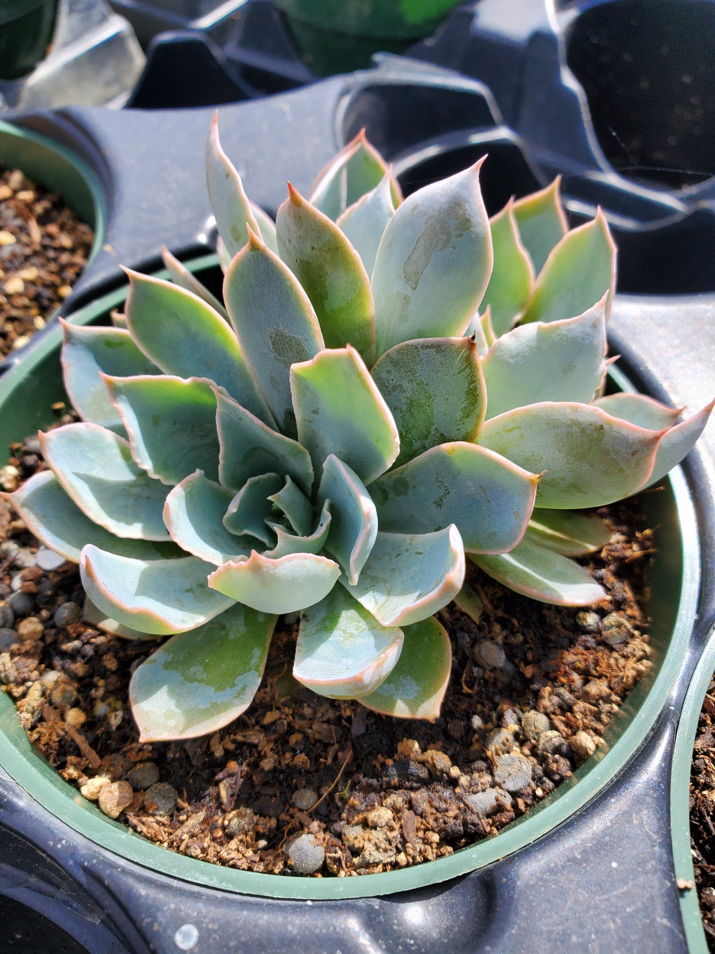 Echeveria 'Blue Heron'