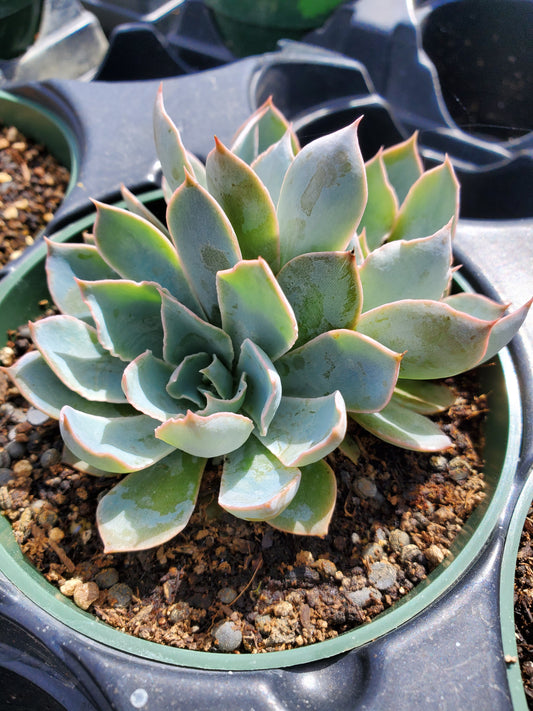 Echeveria 'Blue Heron'