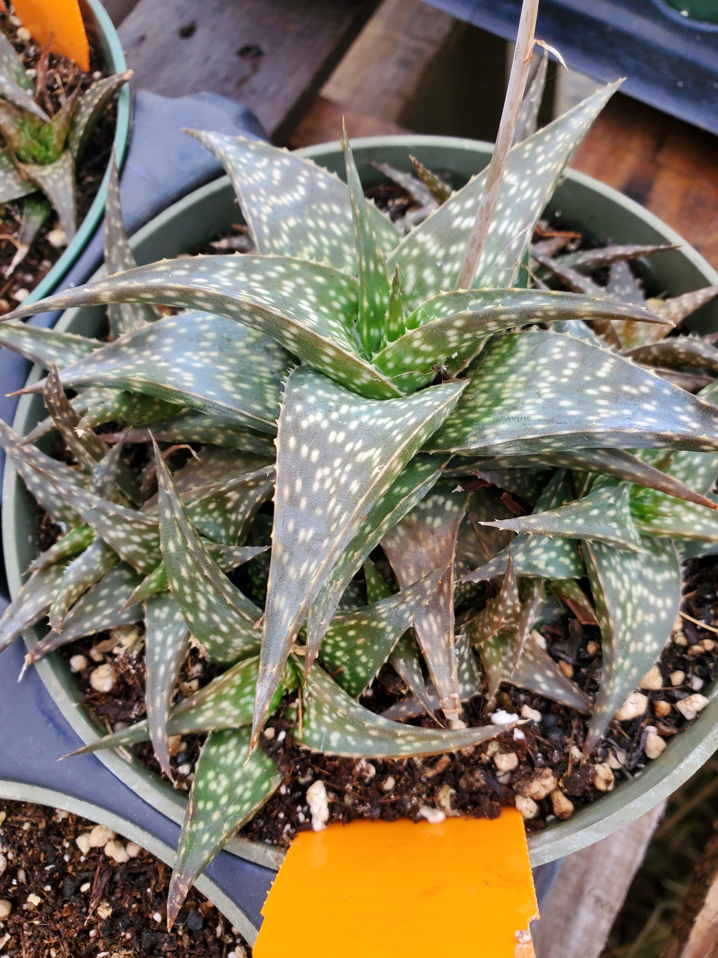 Aloe descoingsii --Miniature Aloe--