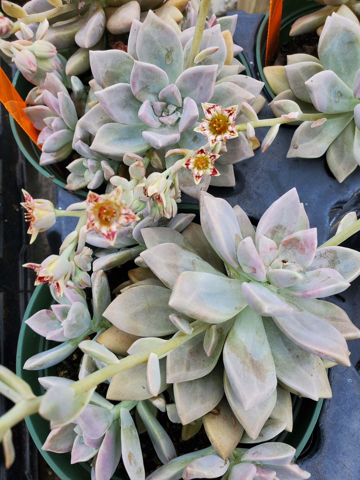 Graptopetalum 'Marquise de Sévigné'