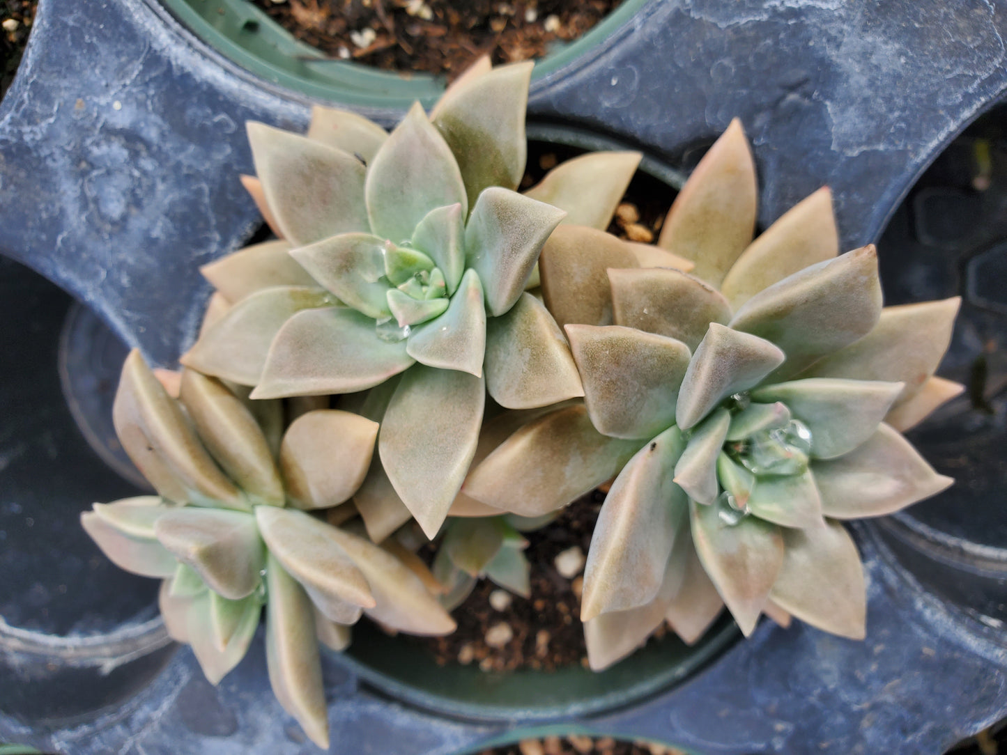 Graptopetalum paraguayense f. Variegata --Variegated Ghost Plant--