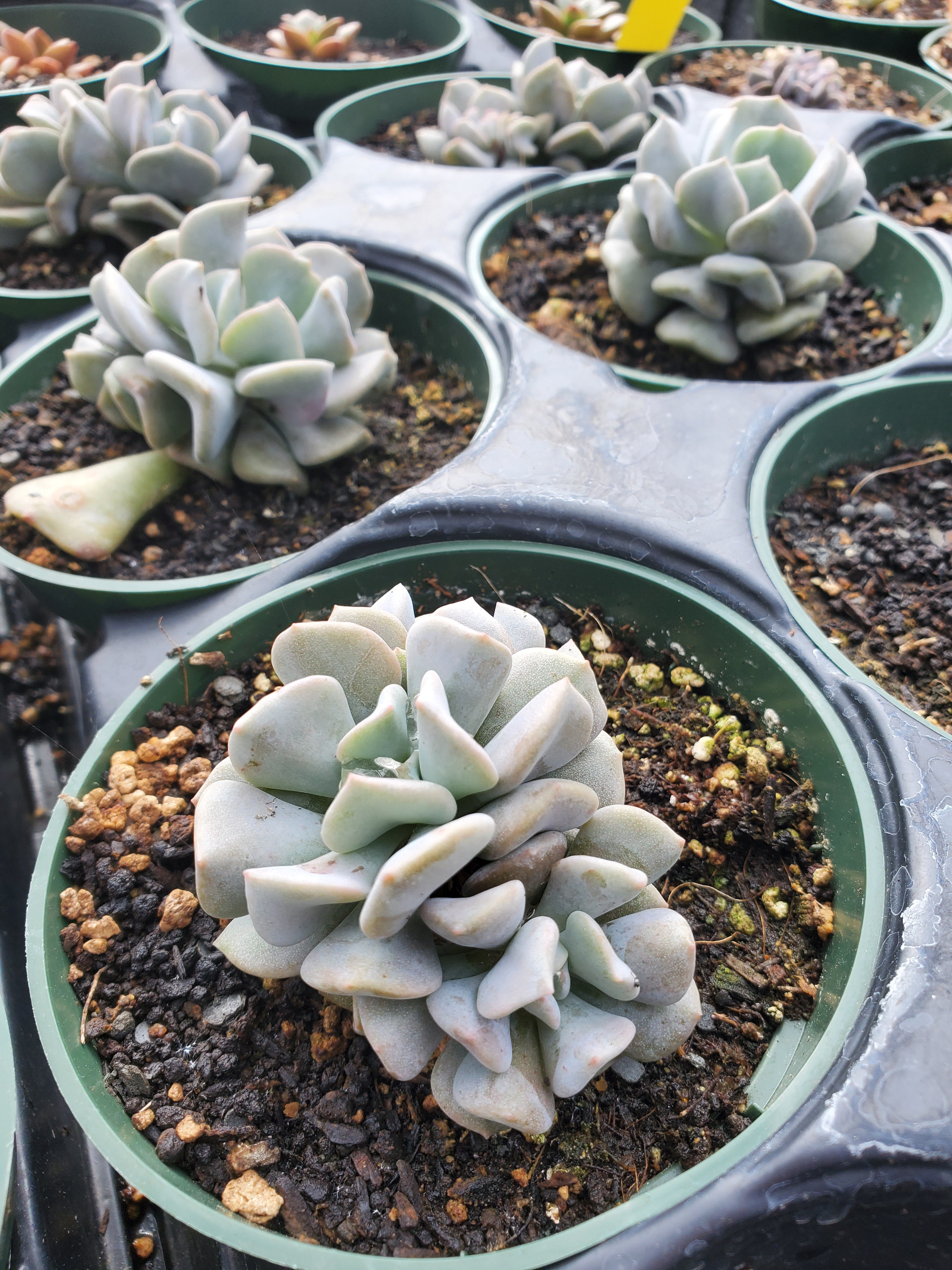 cover succulents frost Echeveria 'Cubic Frost'
