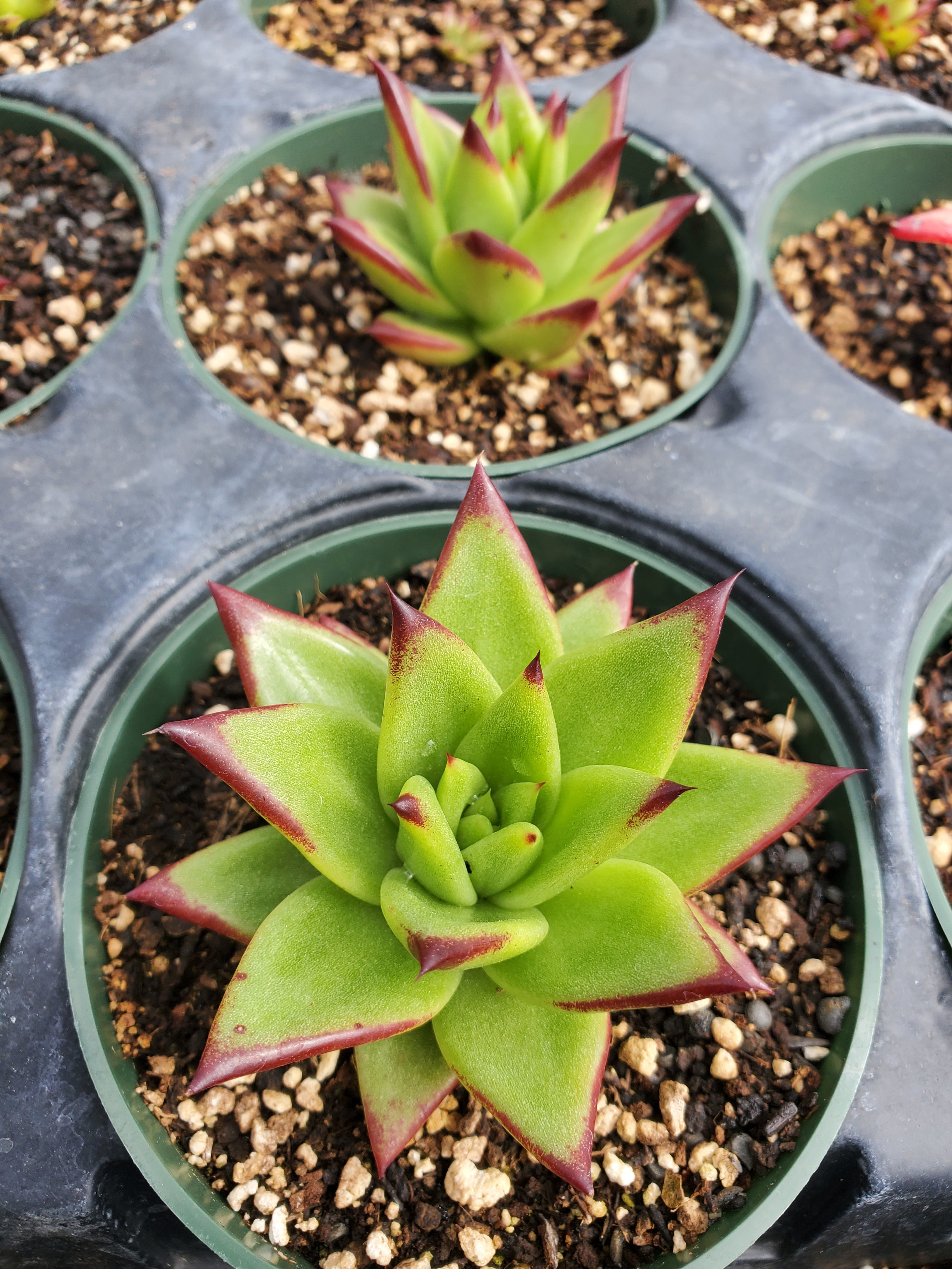 echeveria lipstick succulent Echeveria agavoides 'Lipstick'