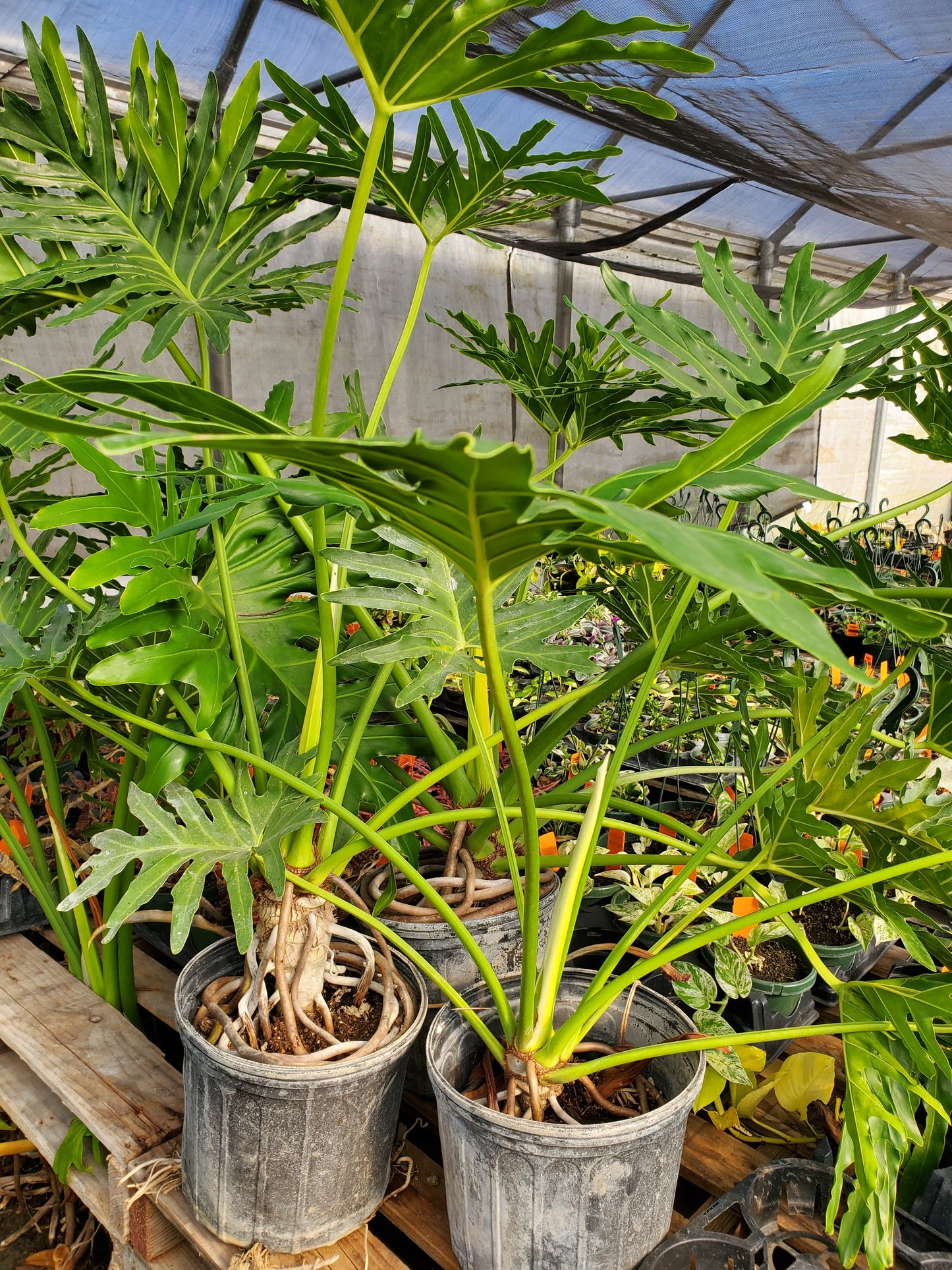 Philodendron selloum --Split-Leaf Selloum Philodendron--