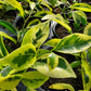 Ficus retusa-nitida 'Variegata' --Variegated Laurel Fig--